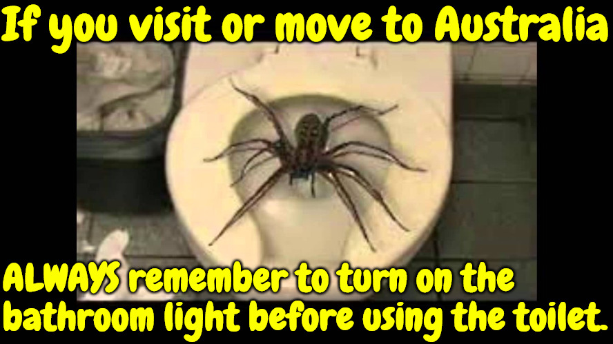 Visiting Or Moving To Australia | If you visit or move to Australia; ALWAYS remember to turn on the bathroom light before using the toilet. | image tagged in meanwhile in australia,memes,spiders,arachnophobia,hellish nightmare spider,australia | made w/ Imgflip meme maker