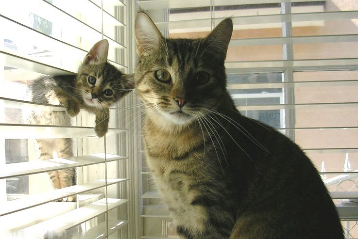 image tagged in cute,kittens,cats,animals