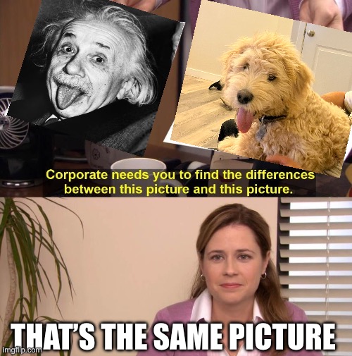 Quantum dog | THAT’S THE SAME PICTURE | image tagged in i see no difference | made w/ Imgflip meme maker