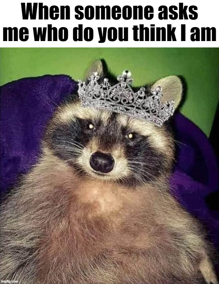 I am a princess | When someone asks me who do you think I am | image tagged in princess raccoon | made w/ Imgflip meme maker