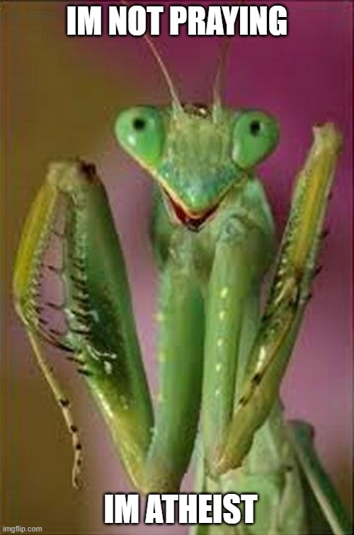 Praying Mantis Close Up | IM NOT PRAYING; IM ATHEIST | image tagged in praying mantis close up | made w/ Imgflip meme maker