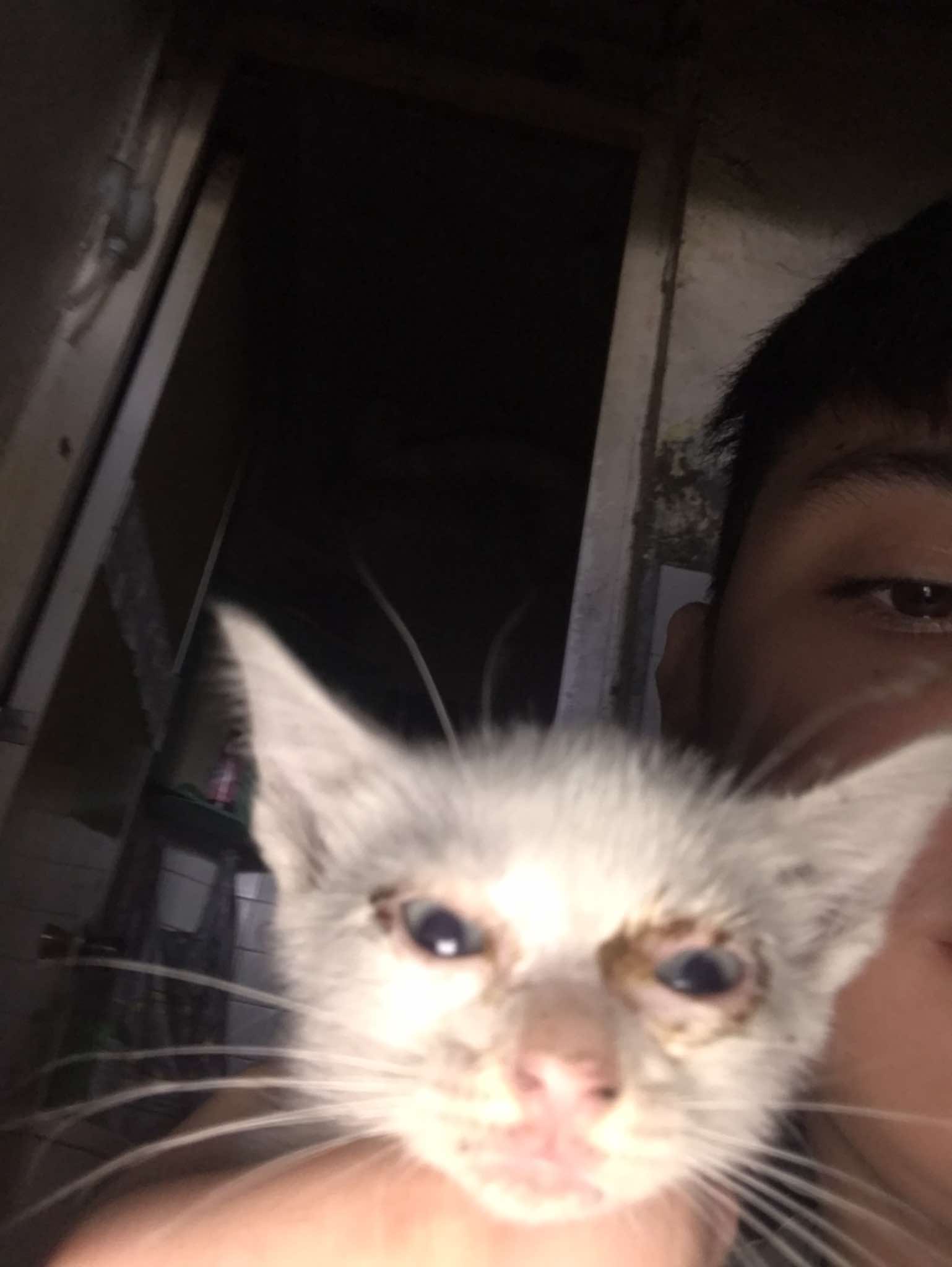 Guy choking a kitten who didn't do anything wrong Blank Meme Template