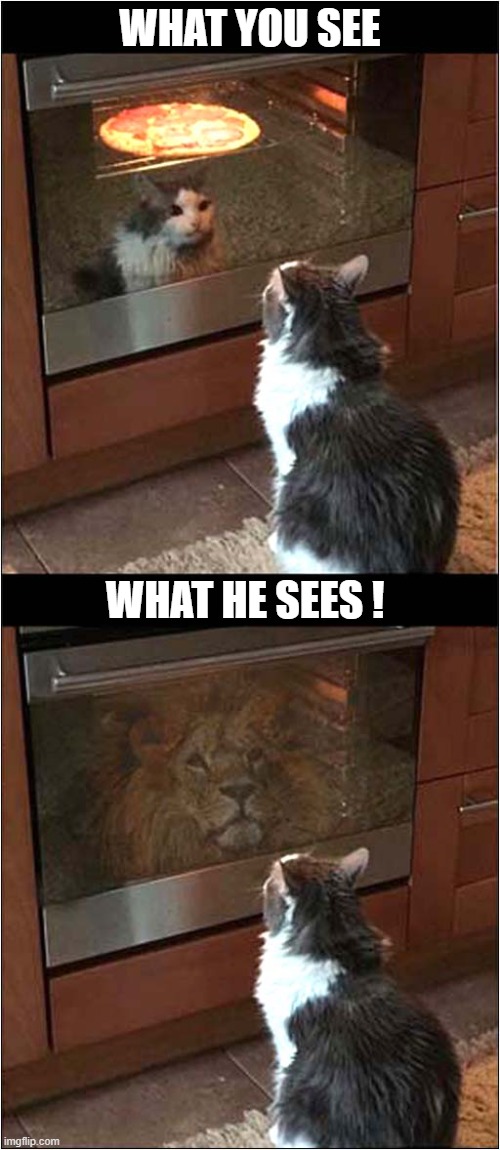 Reflections ! | WHAT YOU SEE; WHAT HE SEES ! | image tagged in cats,reflection,lion | made w/ Imgflip meme maker