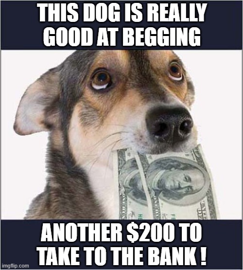 How Could You Resist ? | THIS DOG IS REALLY
GOOD AT BEGGING; ANOTHER $200 TO TAKE TO THE BANK ! | image tagged in dogs,begging | made w/ Imgflip meme maker