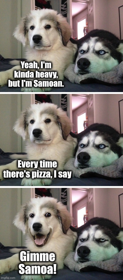 He's Samoan.  What's he gonna do?! | Yeah, I'm kinda heavy, but I'm Samoan. Every time there's pizza, I say; Gimme
Samoa! | image tagged in bad pun dogs,samoa,memes,pizza | made w/ Imgflip meme maker