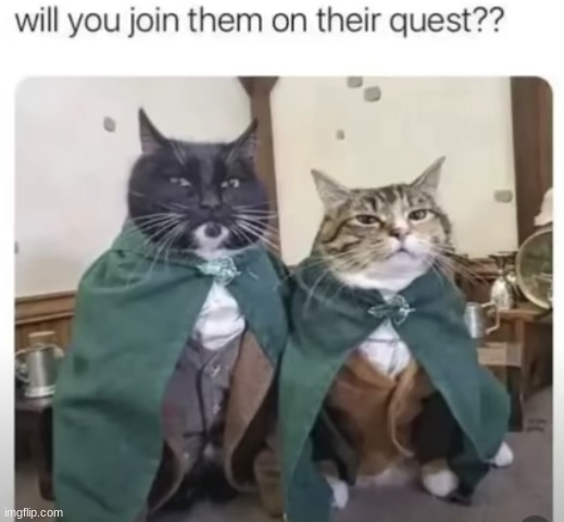 will you? | image tagged in cats,quest | made w/ Imgflip meme maker