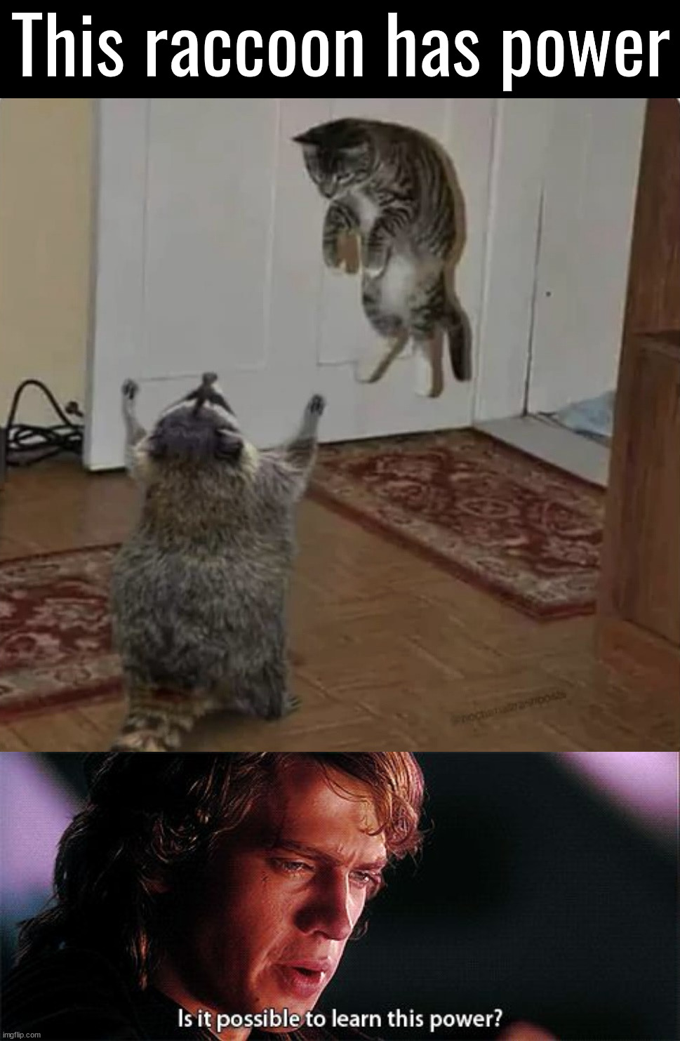 Great power, Great responsibility | This raccoon has power | image tagged in is it possible to learn this power,raccoon,cats | made w/ Imgflip meme maker