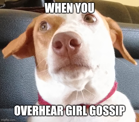 Hound meme | WHEN YOU; OVERHEAR GIRL GOSSIP | image tagged in dogs,funny memes | made w/ Imgflip meme maker