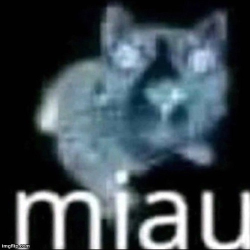 uaim | image tagged in miau | made w/ Imgflip meme maker