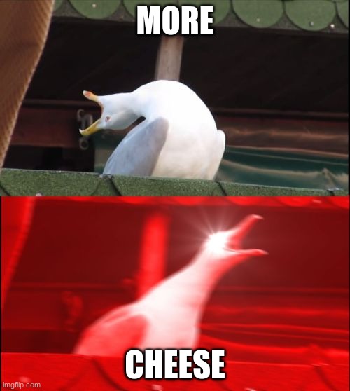 MORE CHEESE | MORE; CHEESE | image tagged in screaming seagull | made w/ Imgflip meme maker