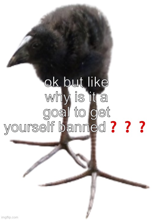 pukeko chick | ok but like why is it a goal to get yourself banned❓❓❓ | image tagged in pukeko chick | made w/ Imgflip meme maker