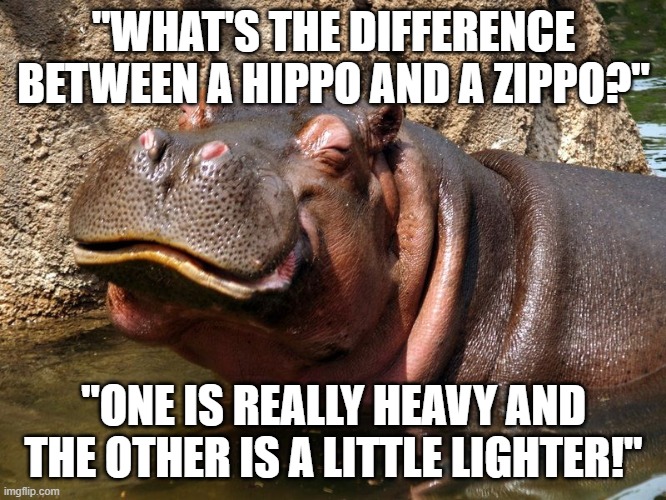 Hippo Humor | "WHAT'S THE DIFFERENCE BETWEEN A HIPPO AND A ZIPPO?"; "ONE IS REALLY HEAVY AND THE OTHER IS A LITTLE LIGHTER!" | image tagged in hippo,bad pun | made w/ Imgflip meme maker