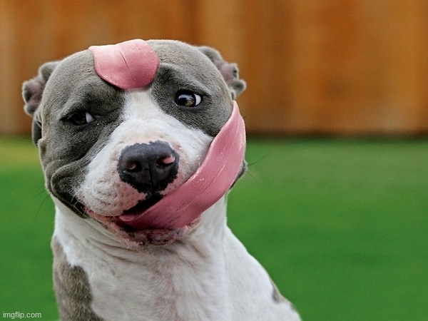 Dog tongue | image tagged in dog tongue | made w/ Imgflip meme maker