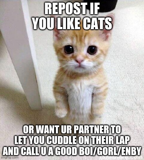 Cute Cat | REPOST IF YOU LIKE CATS; OR WANT UR PARTNER TO LET YOU CUDDLE ON THEIR LAP AND CALL U A GOOD BOI/GORL/ENBY | image tagged in memes,cute cat | made w/ Imgflip meme maker