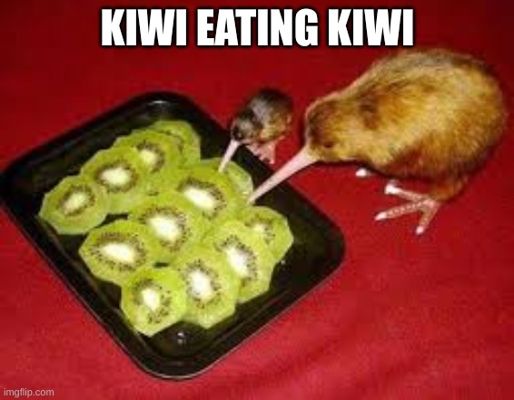 kiwi eats kiwi | KIWI EATING KIWI | image tagged in kiwi eats kiwi | made w/ Imgflip meme maker