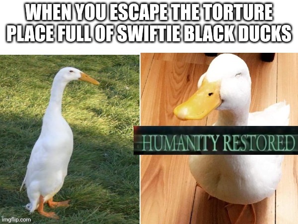 Ducks humanity restored | WHEN YOU ESCAPE THE TORTURE PLACE FULL OF SWIFTIE BLACK DUCKS | image tagged in ducks humanity restored | made w/ Imgflip meme maker