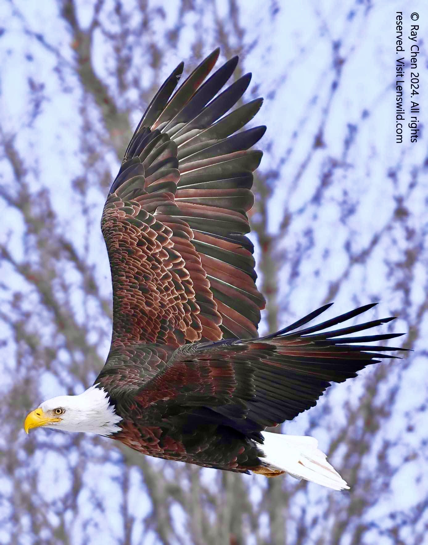 American Eagle Blank Meme Template