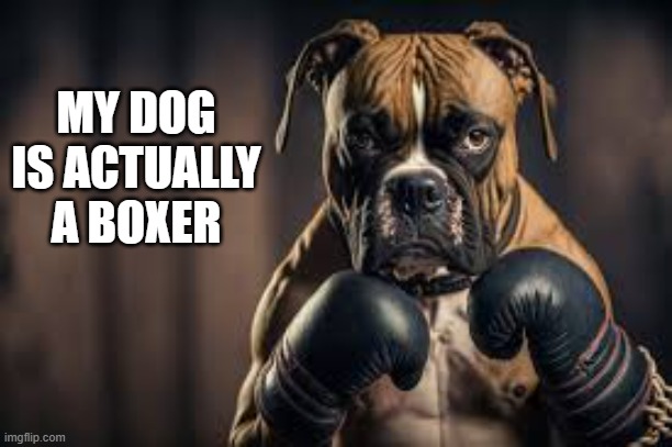 memes by Brad - My dog is actually a boxer | MY DOG IS ACTUALLY A BOXER | image tagged in funny,sports,dogs,boxing,funny dogs,humor | made w/ Imgflip meme maker