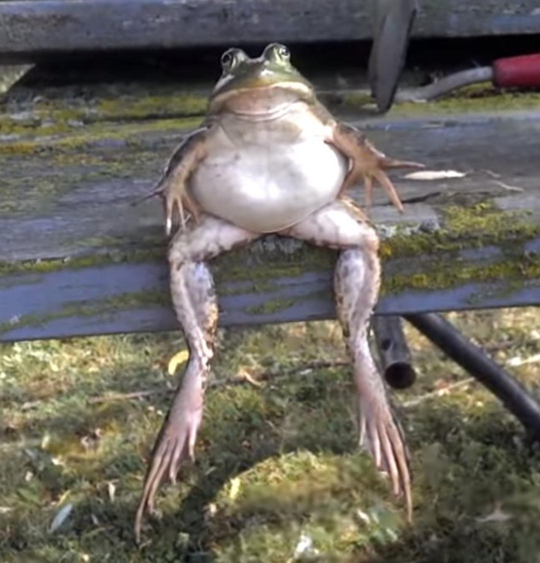 High Quality Sitting frog Blank Meme Template