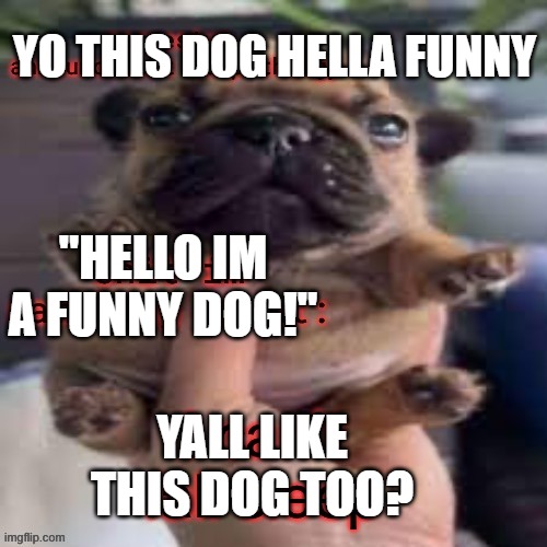 dude this dog photo is super funny | YO THIS DOG HELLA FUNNY; "HELLO IM A FUNNY DOG!"; YALL LIKE THIS DOG TOO? | made w/ Imgflip meme maker