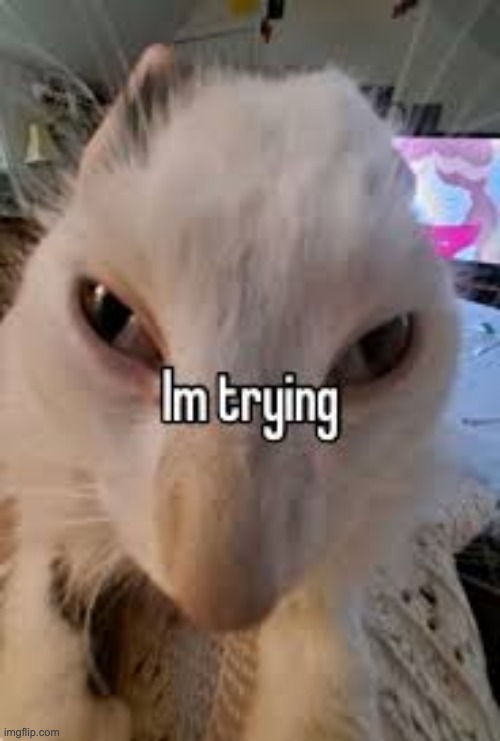 cat im trying | image tagged in cat im trying | made w/ Imgflip meme maker