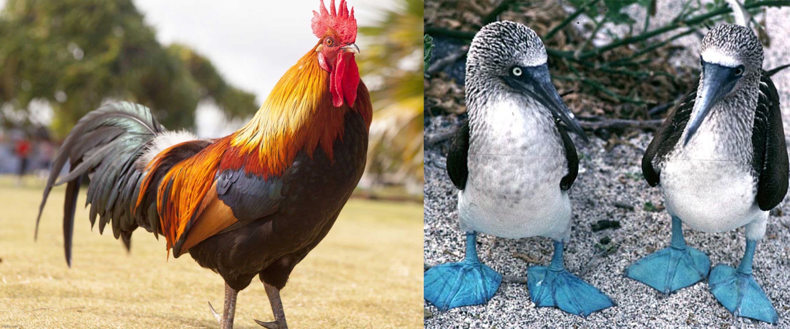 image tagged in blue footed boobies | made w/ Imgflip meme maker