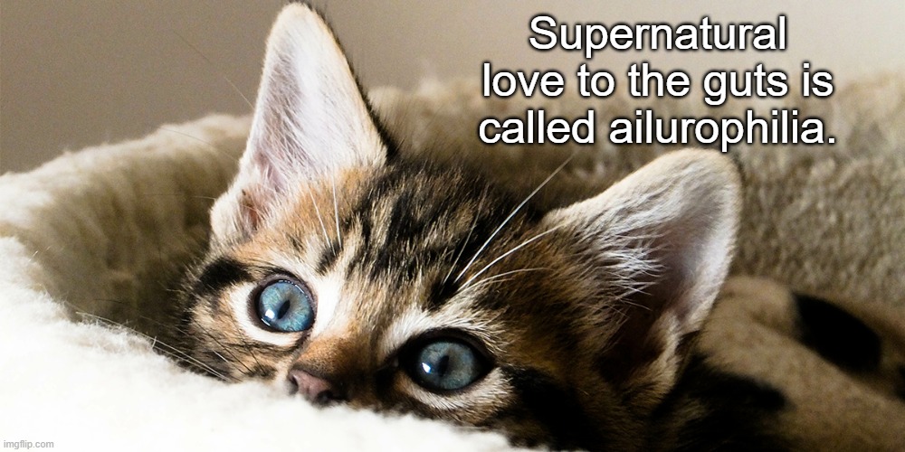 Kitty Love | Supernatural love to the guts is called ailurophilia. | image tagged in cat,cute kitten,ailurophilia,kitten | made w/ Imgflip meme maker