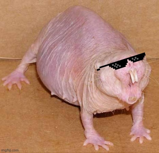 naked mole rat | image tagged in naked mole rat | made w/ Imgflip meme maker