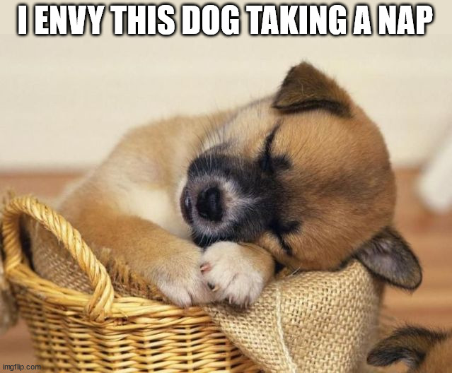 napping | I ENVY THIS DOG TAKING A NAP | image tagged in dogs | made w/ Imgflip meme maker