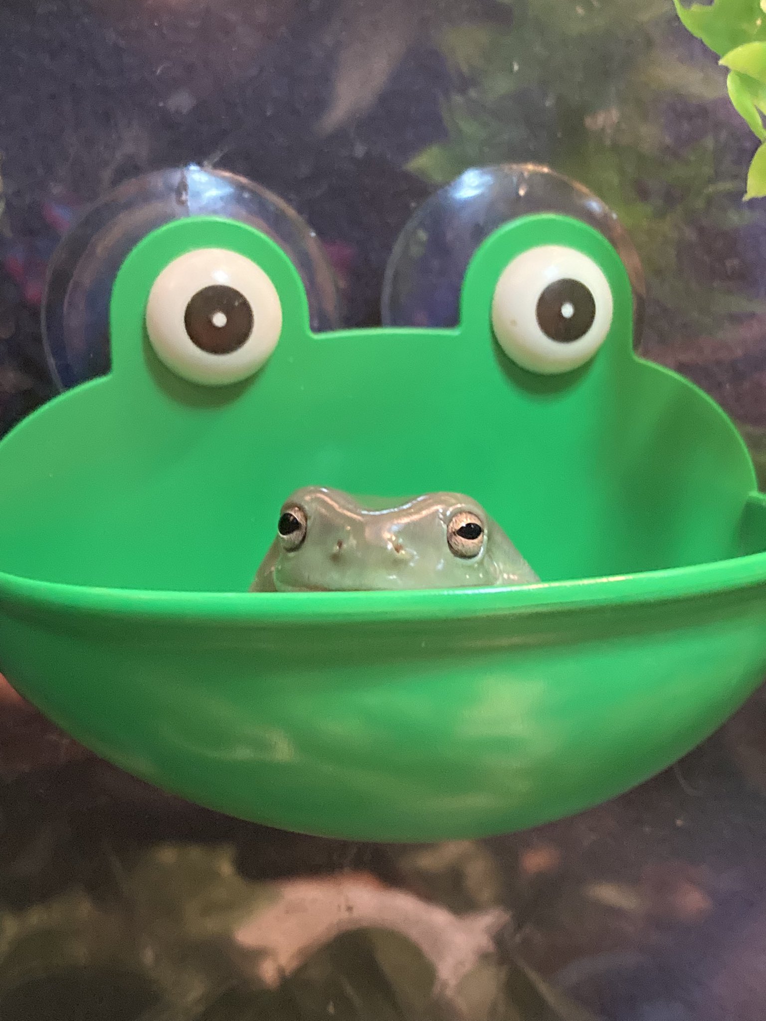 Frog in frog bowl Blank Meme Template