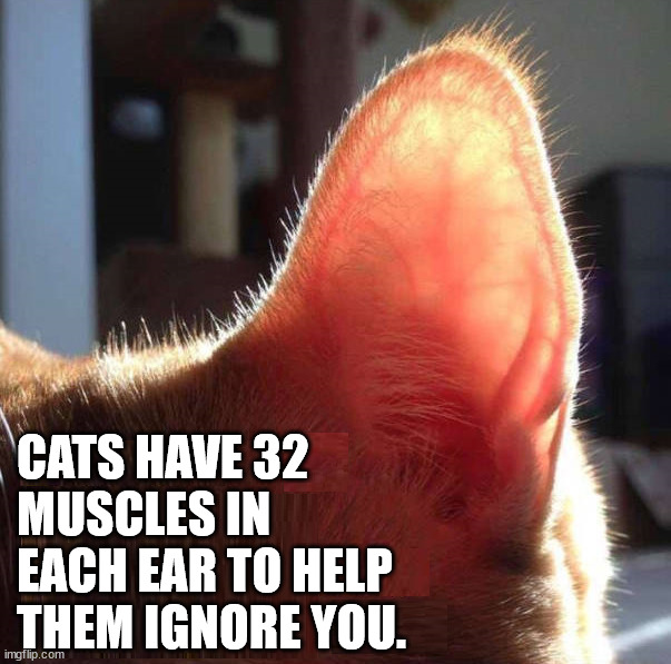 Ignore | CATS HAVE 32
MUSCLES IN
EACH EAR TO HELP
THEM IGNORE YOU. | image tagged in cats | made w/ Imgflip meme maker