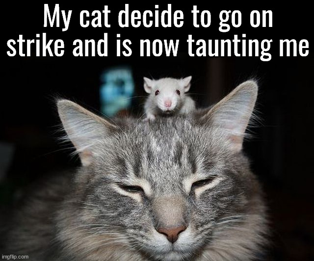 Strike | My cat decide to go on strike and is now taunting me | image tagged in cats | made w/ Imgflip meme maker