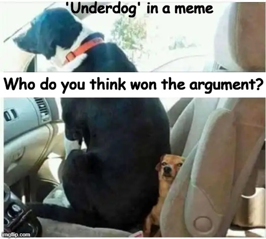 'Underdog' in a meme; Who do you think won the argument? | image tagged in dogs,dogs pets funny,fun,not fun,wholesome,wait a second this is wholesome content | made w/ Imgflip meme maker