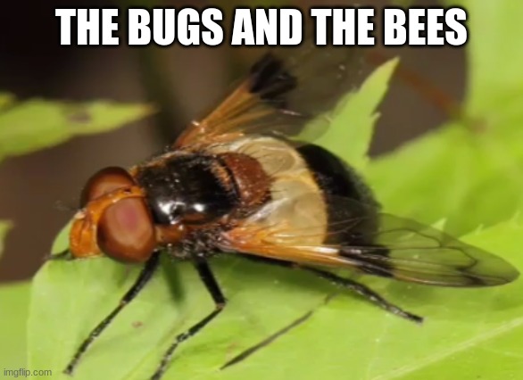 you could call this a flee since its a fly/bee hybrid | THE BUGS AND THE BEES | made w/ Imgflip meme maker