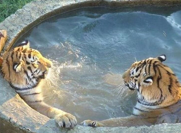 tigers chillin in hot tub Blank Meme Template