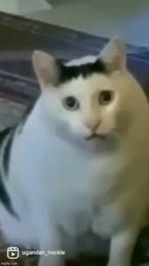 Huh Cat | image tagged in huh cat | made w/ Imgflip meme maker