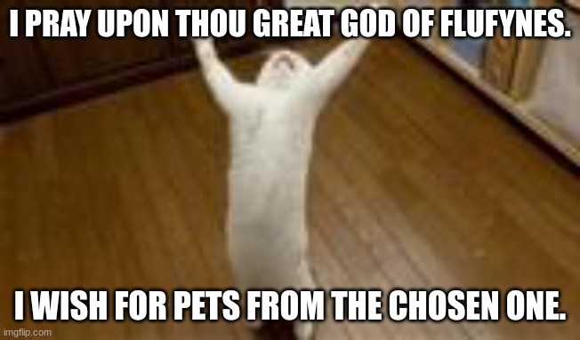 Praise the Lord cat | I PRAY UPON THOU GREAT GOD OF FLUFYNES. I WISH FOR PETS FROM THE CHOSEN ONE. | image tagged in praise the lord cat | made w/ Imgflip meme maker