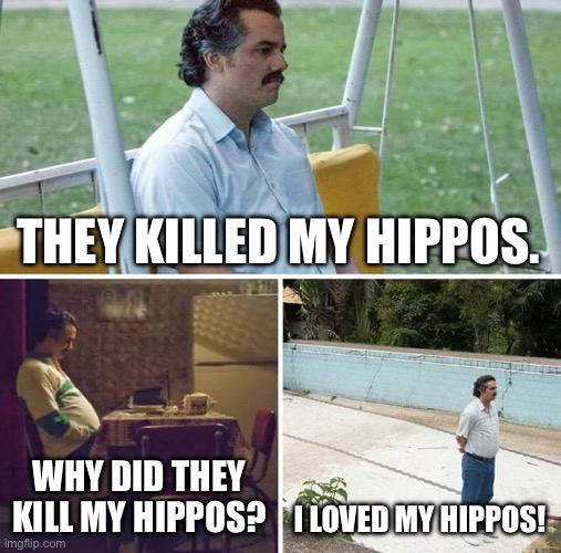 Sad Pablo Escobar Meme | THEY KILLED MY HIPPOS. WHY DID THEY KILL MY HIPPOS? I LOVED MY HIPPOS! | image tagged in memes,sad pablo escobar | made w/ Imgflip meme maker