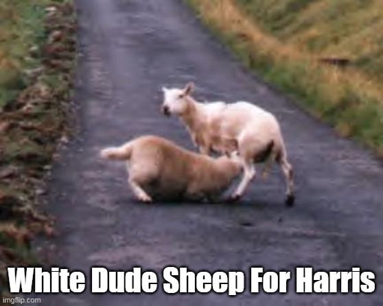 White Dude Sheep For Harris | made w/ Imgflip meme maker