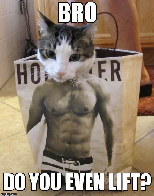 image tagged in funny,cats,do you even lift | made w/ Imgflip meme maker