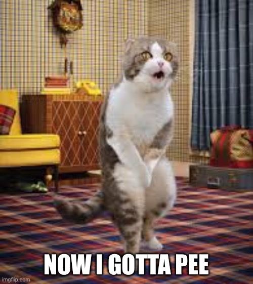 Pee | NOW I GOTTA PEE | image tagged in peepee cat,pee | made w/ Imgflip meme maker