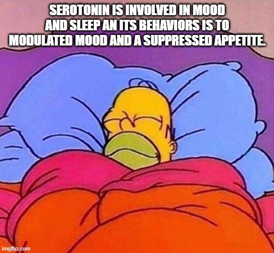 Homer Simpson sleeping peacefully | SEROTONIN IS INVOLVED IN MOOD AND SLEEP AN ITS BEHAVIORS IS TO MODULATED MOOD AND A SUPPRESSED APPETITE. | image tagged in homer simpson sleeping peacefully | made w/ Imgflip meme maker