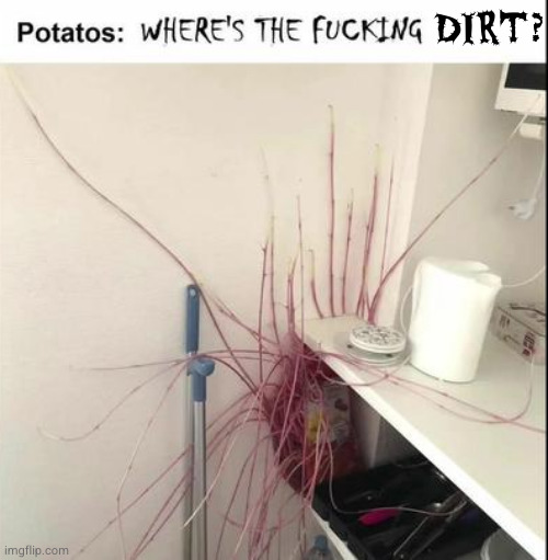 poor potato | DIRT? | image tagged in where's the fucking soil potato | made w/ Imgflip meme maker