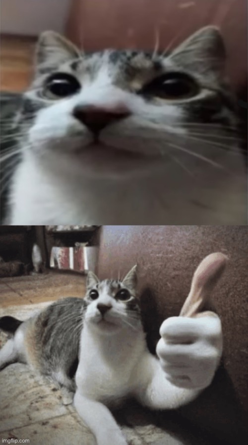 same cat | image tagged in cat temp,cat thumbs up | made w/ Imgflip meme maker