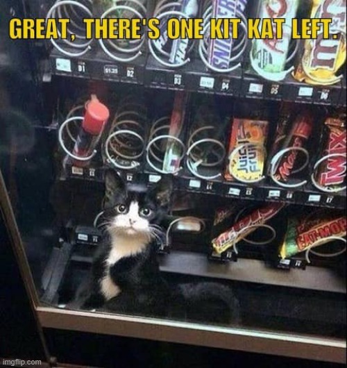 Kitten Kat ! | image tagged in snack | made w/ Imgflip meme maker