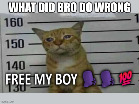 what did bro do ? | WHAT DID BRO DO WRONG | image tagged in meme,cat,jail | made w/ Imgflip meme maker