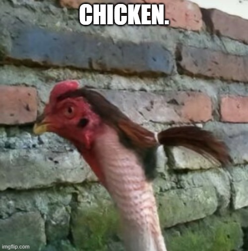 Chicken. | CHICKEN. | image tagged in chicken,hairstyle | made w/ Imgflip meme maker