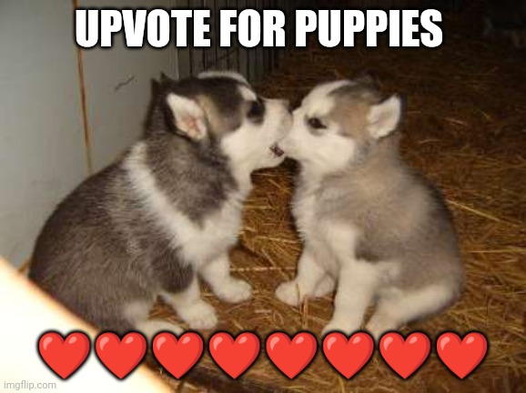 Lets try it How many will i get (just an experiment not real) | UPVOTE FOR PUPPIES; ❤️❤️❤️❤️❤️❤️❤️❤️ | image tagged in memes,cute puppies,upvote begging | made w/ Imgflip meme maker