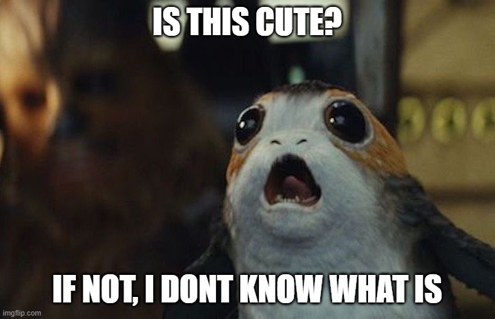 porg | IS THIS CUTE? IF NOT, I DONT KNOW WHAT IS | image tagged in star wars porg | made w/ Imgflip meme maker