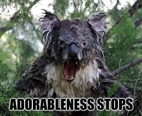 angry wet koala | ADORABLENESS STOPS | image tagged in angry wet koala | made w/ Imgflip meme maker